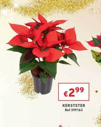 Trafic Kerstster aanbieding