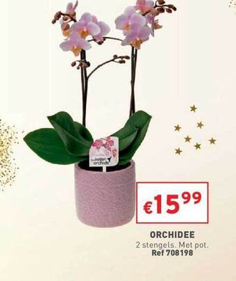Trafic Orchidee aanbieding