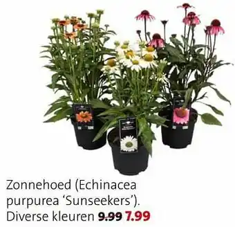 Zonnehoed echinacea purpurea sunseekers