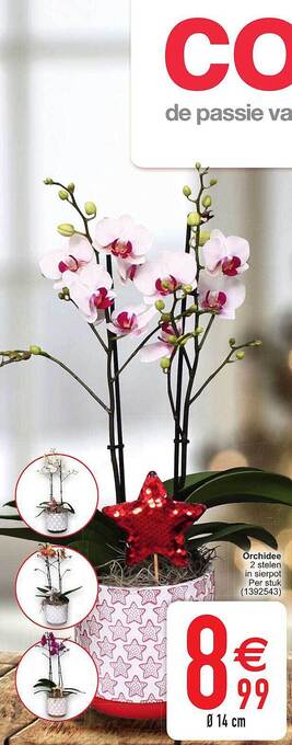 Cora Orchidee aanbieding