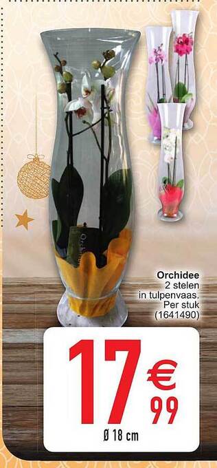 Cora Orchidee aanbieding