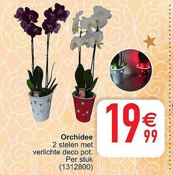 Cora Orchidee aanbieding