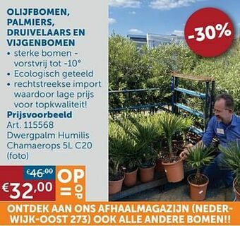 Olijfbomen, palmiers, druivelaars en vijgenbomen