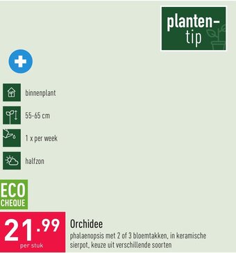 ALDI Orchidee aanbieding