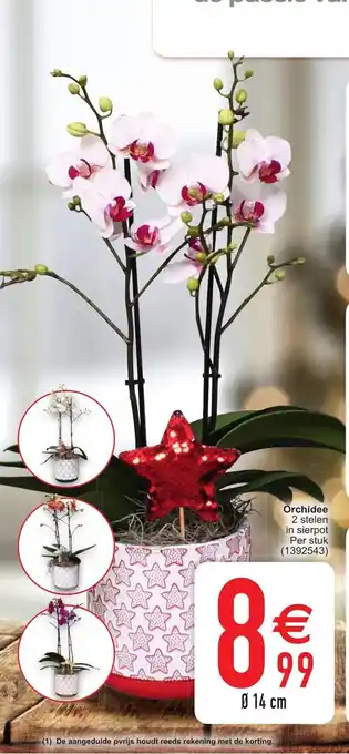 Cora Orchidee per stuk 14 cm aanbieding