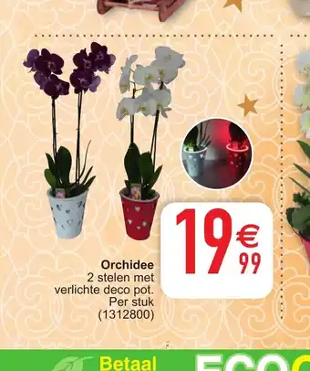 Cora Orchidee per stuk aanbieding