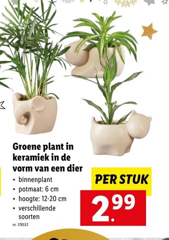 Lidl Groene plant in keramiek in de vorm van een dier aanbieding