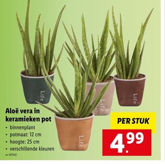 Lidl Aloe vera in keramieken pot aanbieding
