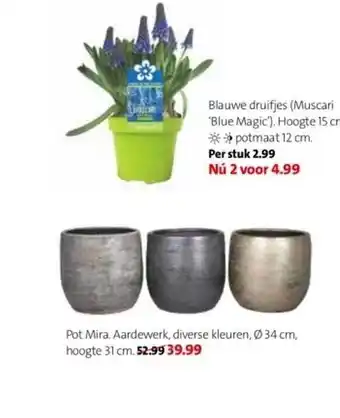 Blauwe druifjes, pot mira