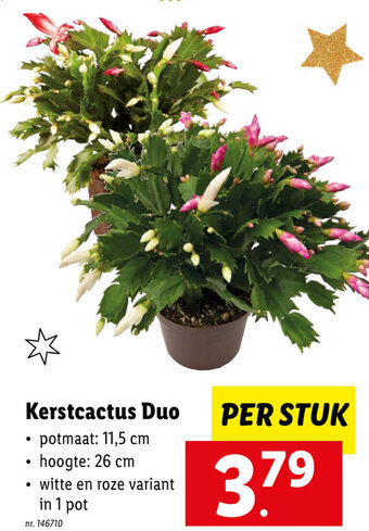 Lidl Kerstcactus duo aanbieding