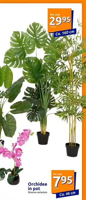 Action Orchidee in pot per stuk 46 cm aanbieding