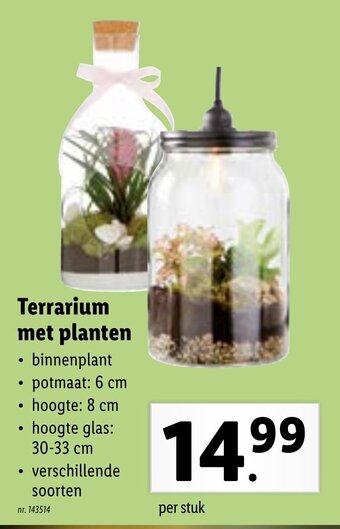 Lidl Terrarium met planten aanbieding
