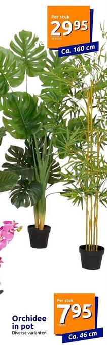 Action Orchidee in pot aanbieding