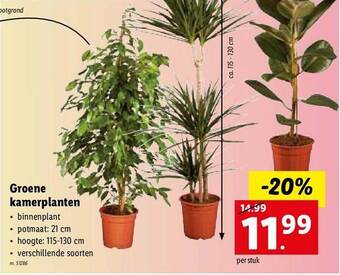 Lidl Groene kamerplanten aanbieding