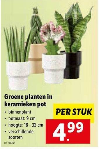 Lidl Groene planten in keramieken pot aanbieding