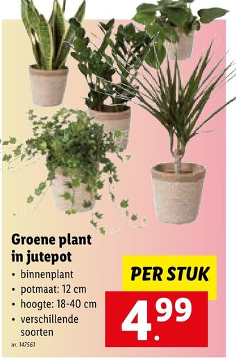 Lidl Groene plant in jutepot aanbieding