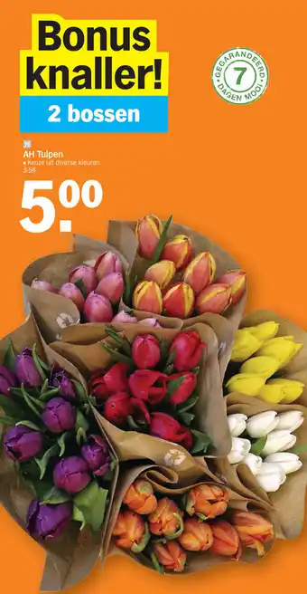 Albert Heijn AH Tulpen 2 Bossen aanbieding