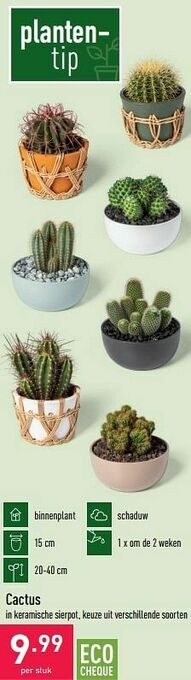 ALDI Cactus aanbieding