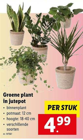 Lidl Groene plant in jutepot aanbieding