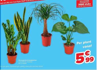 Arrangement bladplanten