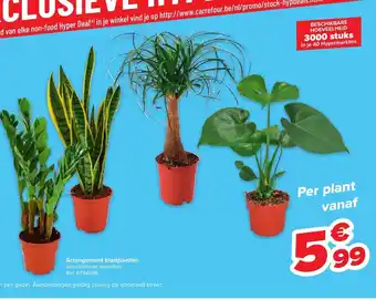 Carrefour Arrangement bladplanten ref. 6794986 per plant vanaf aanbieding