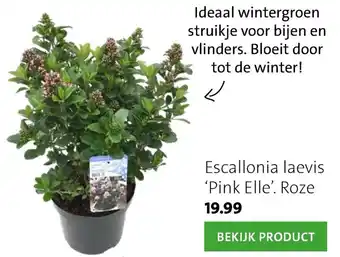 Escallonia laevis Pink Elle roze