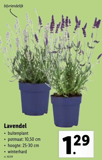 Lidl Lavendel aanbieding