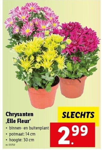 Lidl Chrysanten, elle fleur aanbieding
