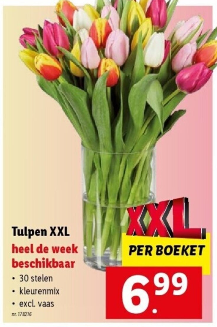 Tulpen XXL promotie bij Lidl