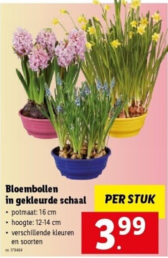 Lidl Bloembollen in gekleurde schaal aanbieding
