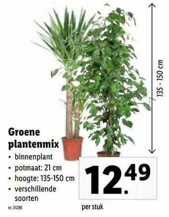 Lidl Groene plantenmix aanbieding
