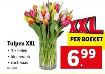Lidl Tulpen xxl aanbieding