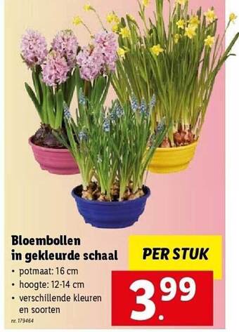 Bloembollen in gekleurde schaal
