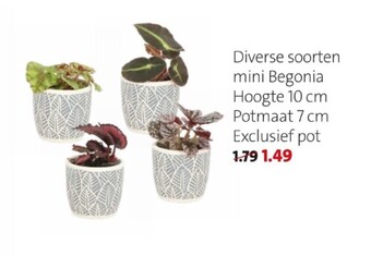 Diverse soorten mini begonia hoogte 10 cm potmaat 7 cm