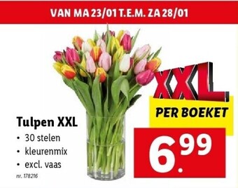 Lidl Tulpen aanbieding