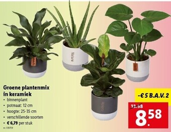 Lidl Groene plantenmix in keramiek nr. 139739 aanbieding