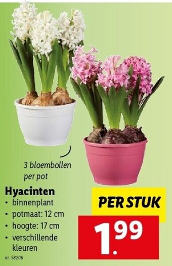 Lidl Hyacinten 3 bloembollen per pot, per stuk nr. 58206 aanbieding