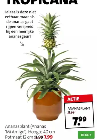 Ananasplant (Ananas 'Mi Amigo') Hoogte 40cm Potmaan 12cm