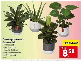 Lidl Groene plantenmix in keramiek aanbieding