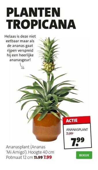 Intratuin Ananasplant aanbieding