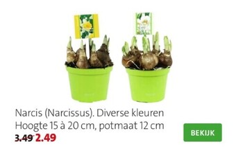 Narcis (narcissus)