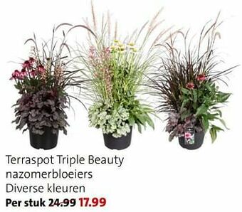 Terraspot triple beauty nazomerbloeiers