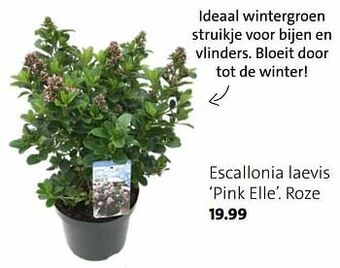 Intratuin Escallonia laevis pink elle roze aanbieding