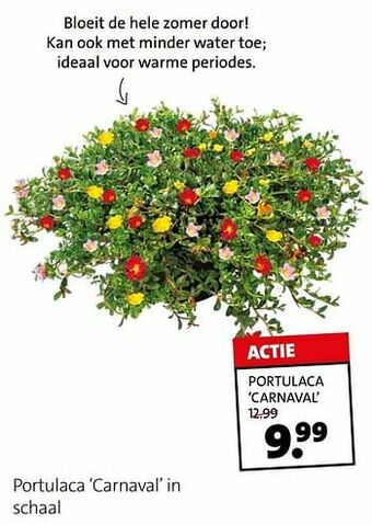 Portulaca carnaval