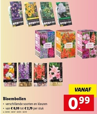 Lidl Bloembollen aanbieding
