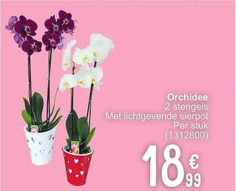 Cora Orchidee aanbieding