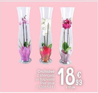 Cora Orchidee aanbieding