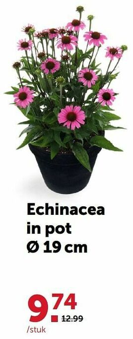 Echinacea
