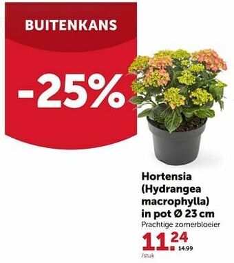 Hortensia hydrangea macrophylla