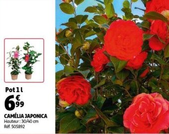 Camelia Japonica